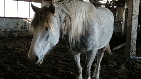 Pornfay: Horse porn cumshot compilation .